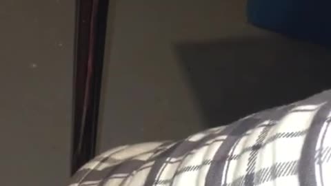 SPIRITS ORBS EVERYWHERE ME N MY HANDICAPPED CAT