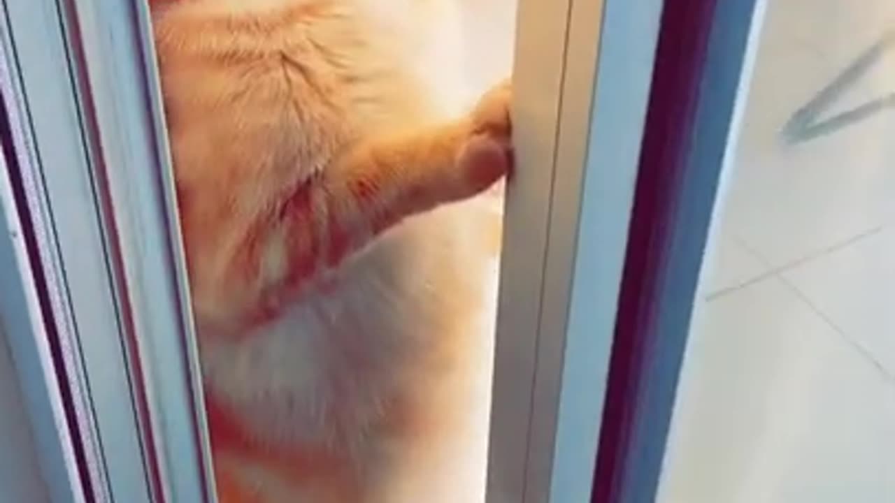 Keep calm and watch the neighbours fighting 😹 l Adorable Cats 😻😺