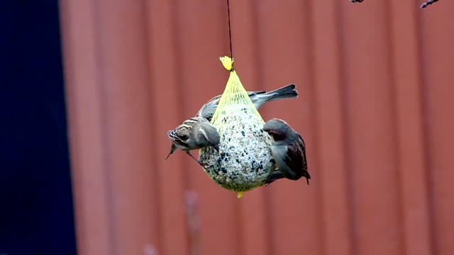 Birds Feeding CC-BY NatureClip