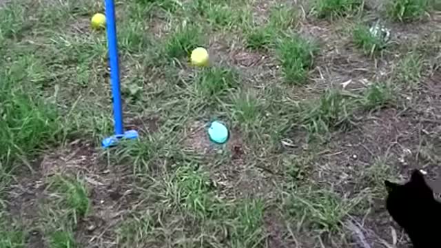 Cat plays tennis