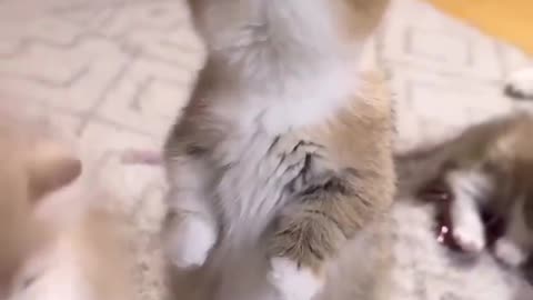 funny and cute cat