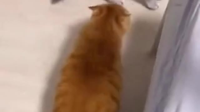 彼らは何をしていますか