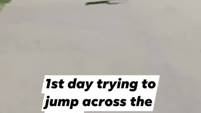 He jumped across the road!😱🤯