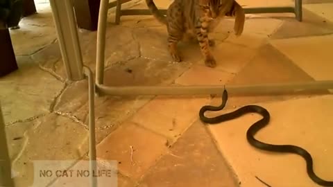 cat fight with snake