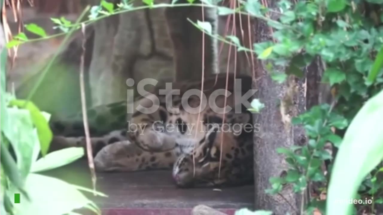 Top 8 Big Cats in India