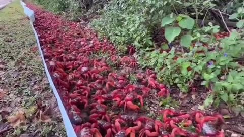 Red crabs leave their homes at the same time and start marching towards the ocean to mate and spawn.