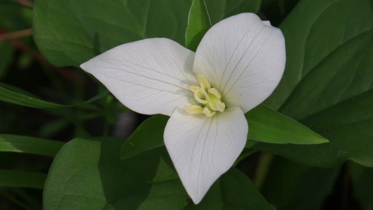 Western Trillium