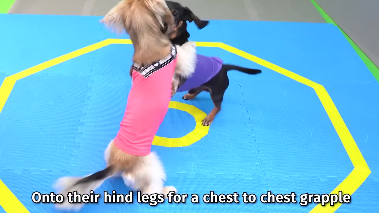 The Wienerlympics! - Cute & Funny Wiener Dog Video!