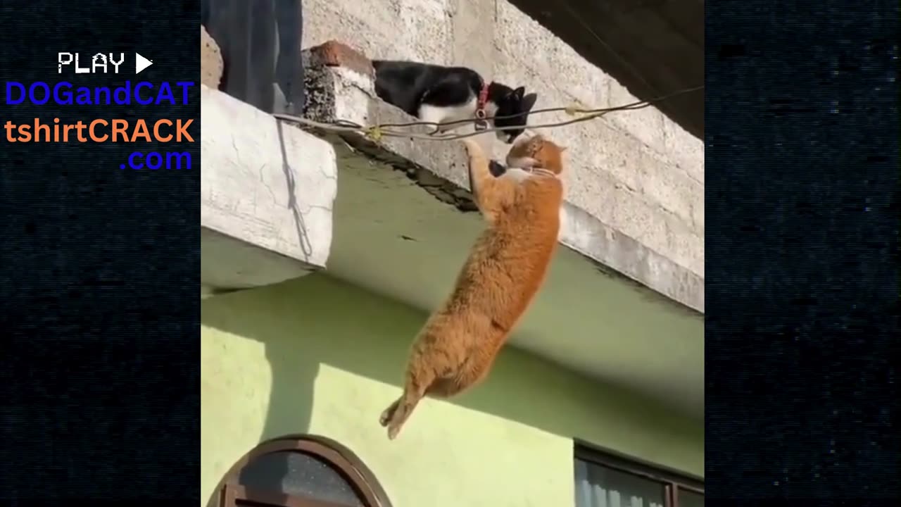 Kitty Standoff & Rescue or Not