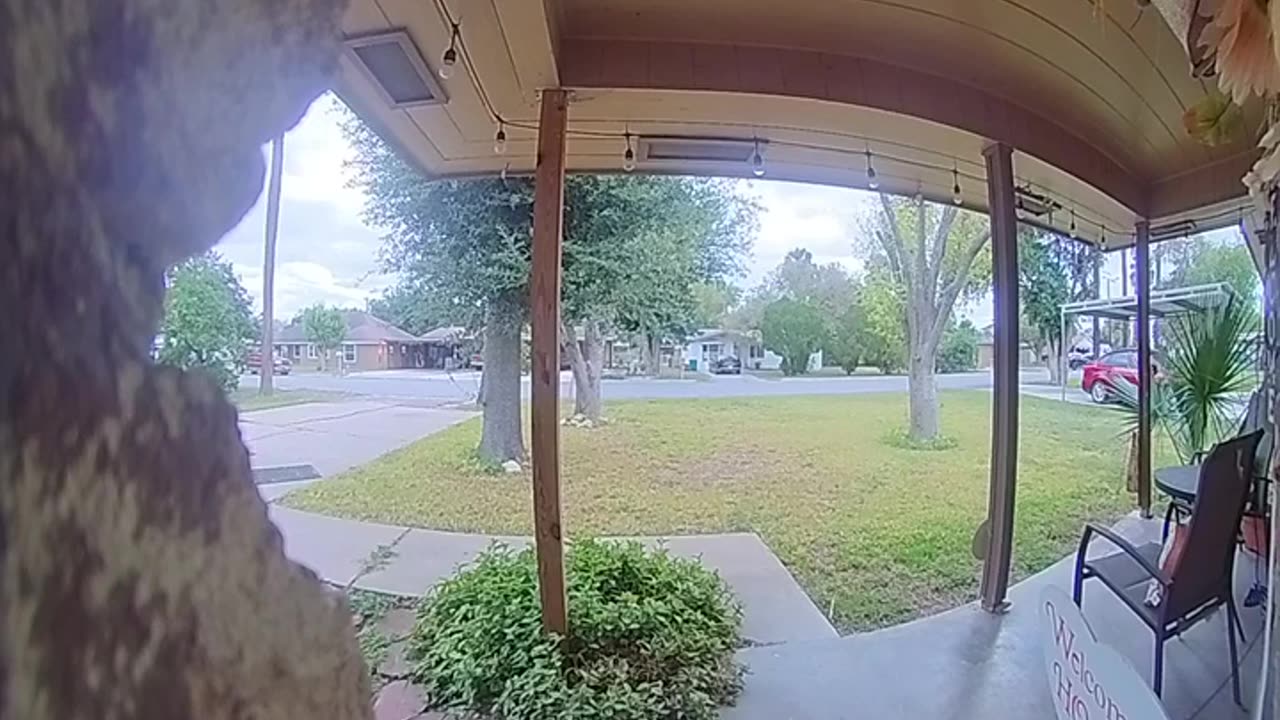 Woodpecker Rings Doorbell