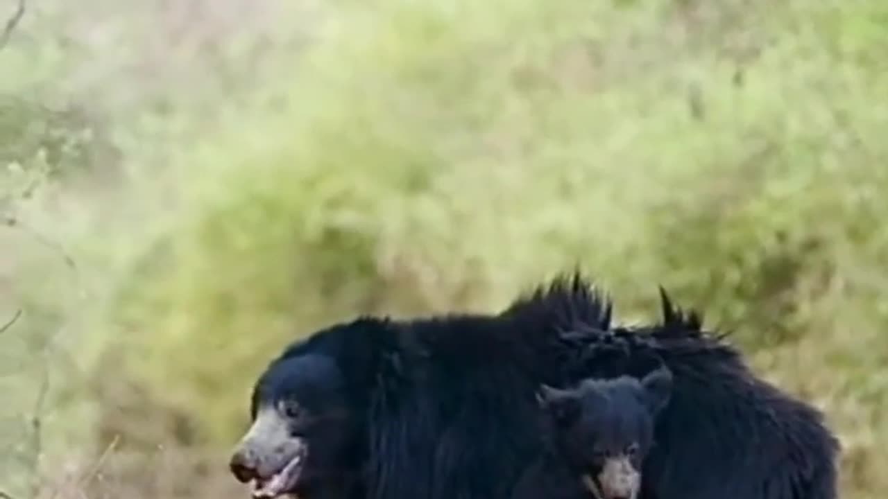 Wildlife is in closer view with a natural perspective.