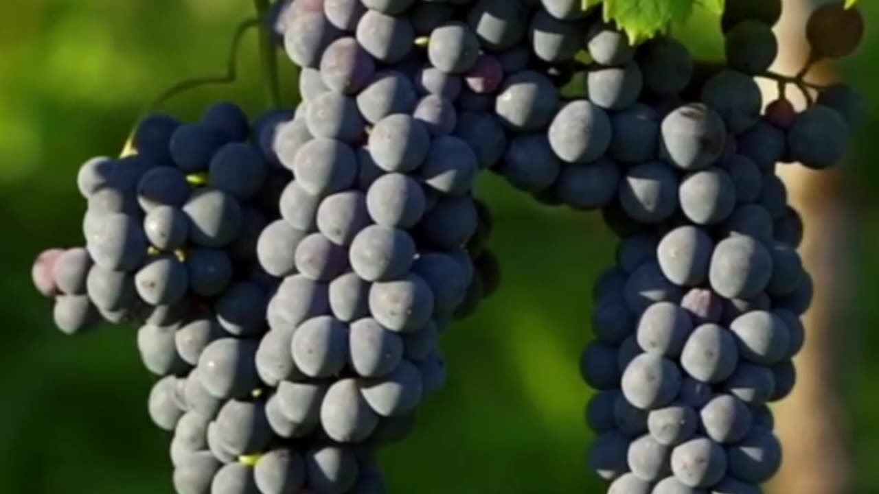 Grapes