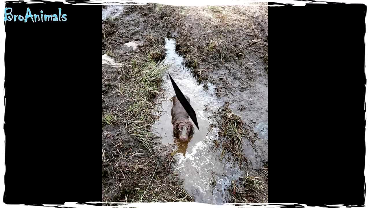 DOGS REALLY LIKE DIRT, funny dogs