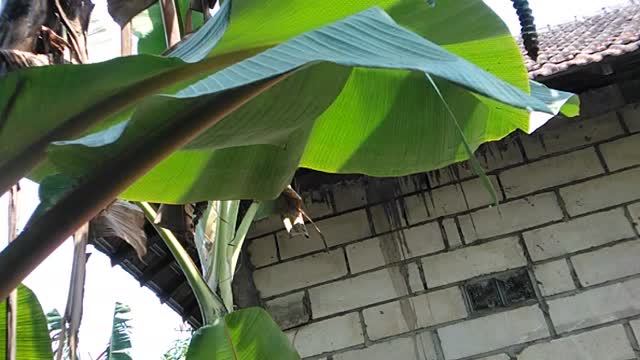 my banana tree is bearing fruit