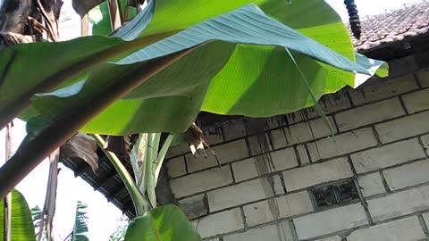 my banana tree is bearing fruit