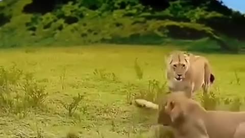 amazing animal infront of the Lion