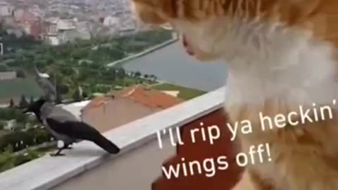 Funny cat and crow