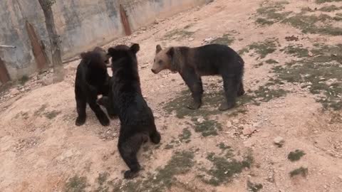 Brown bear Sea Silk Wildlife world