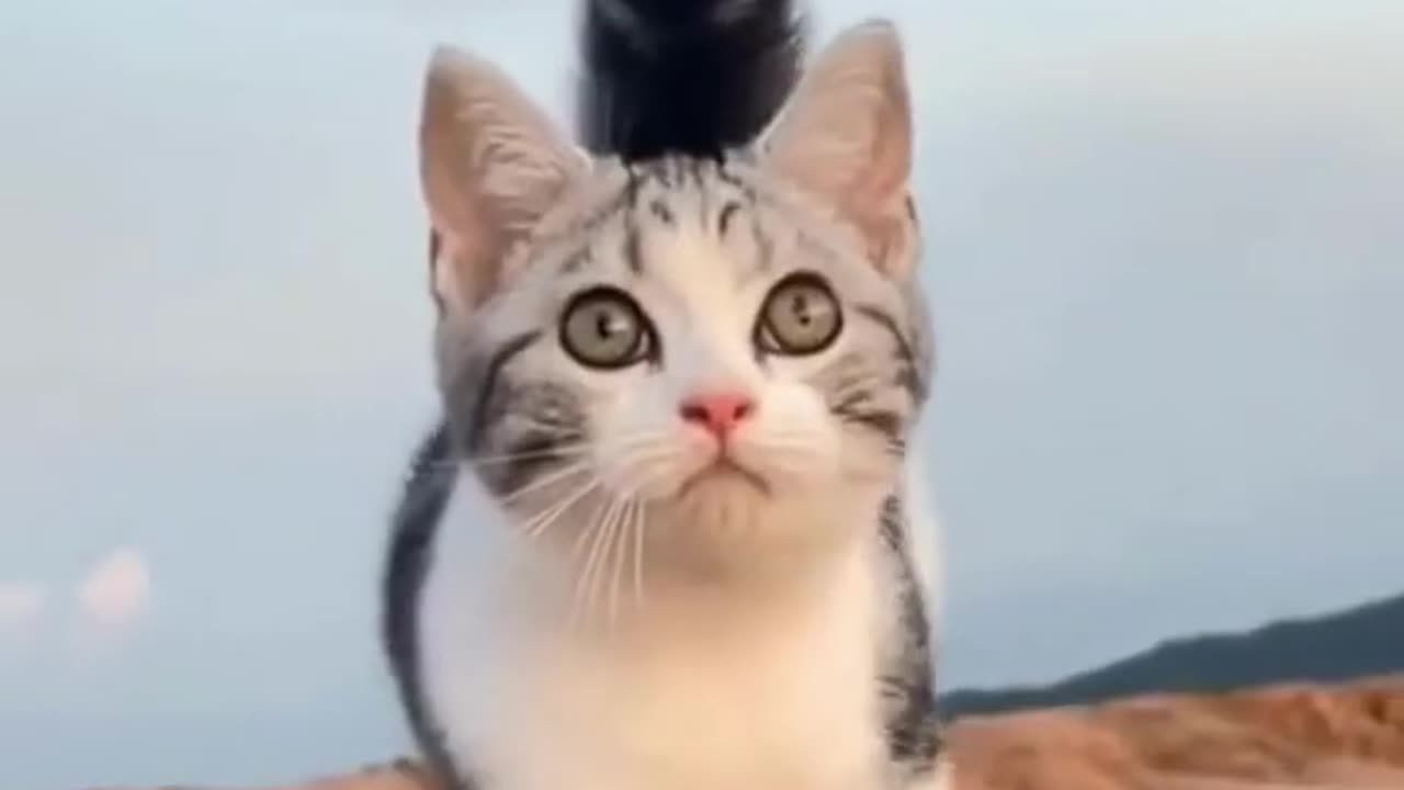 🥰🥰 funny cats #catwalk #cat #kitty #kitten #meow #fyp #kittensoftiktok #catsoftiktok #cutecat