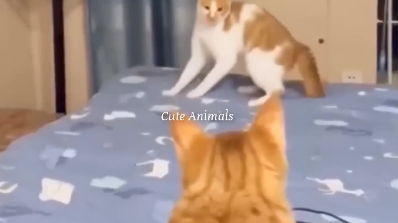 Duck and cat funny video