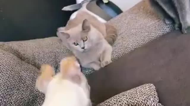 CATS ARE LIKE BRO R U OK ? 😂😂😂