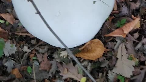 Giant 18 inch puffball mushrooms in my yard