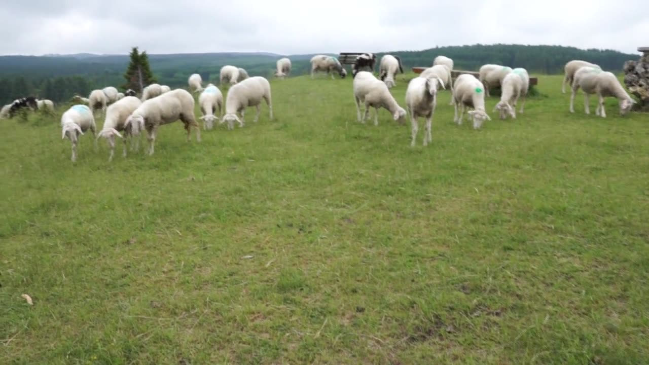 Sheeps at farm