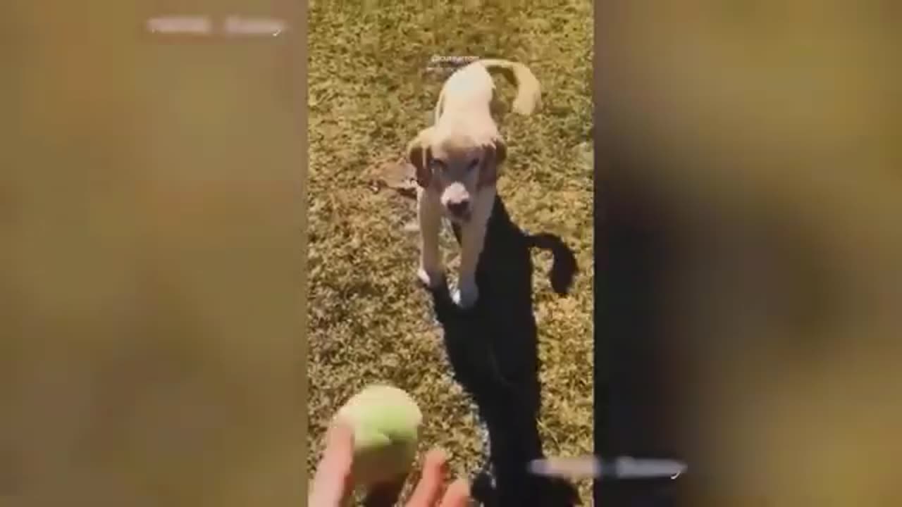 Funny Dogs And Funny Cats🐈