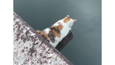 Loaf likes water