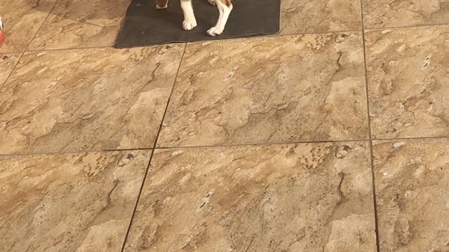 Cute beagle At Terrace Part 5