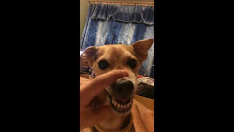 Dog Makes Devilish Weird Growling Noise