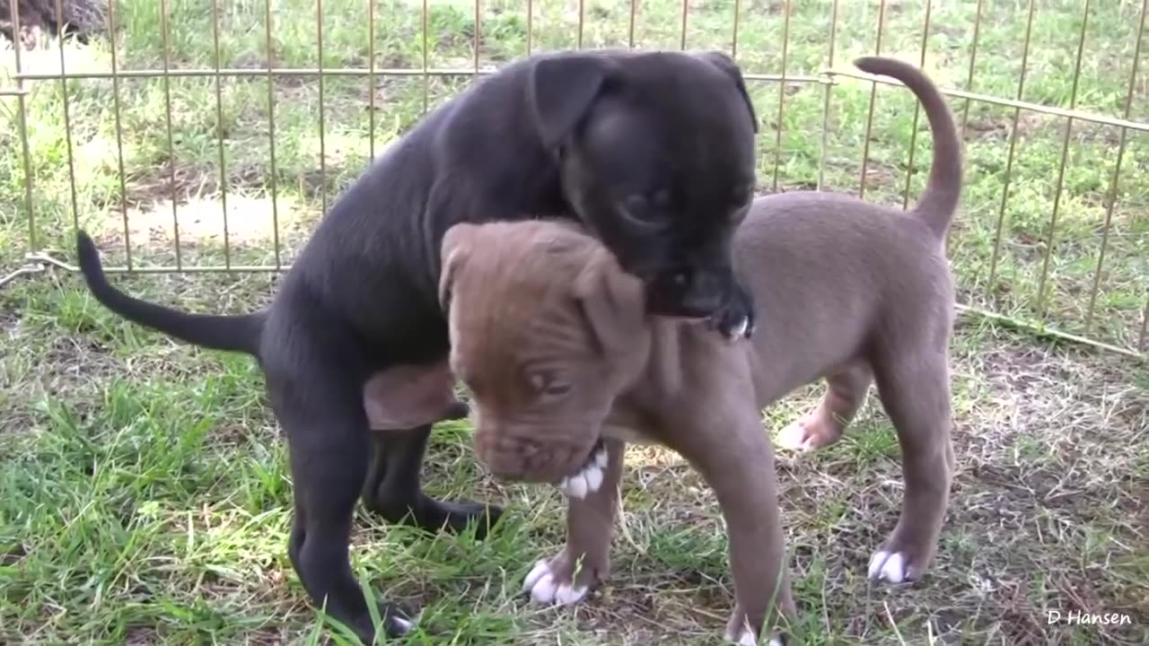 Pitbull Puppy Fun