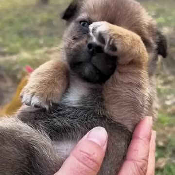 cute puppy weeping for mother