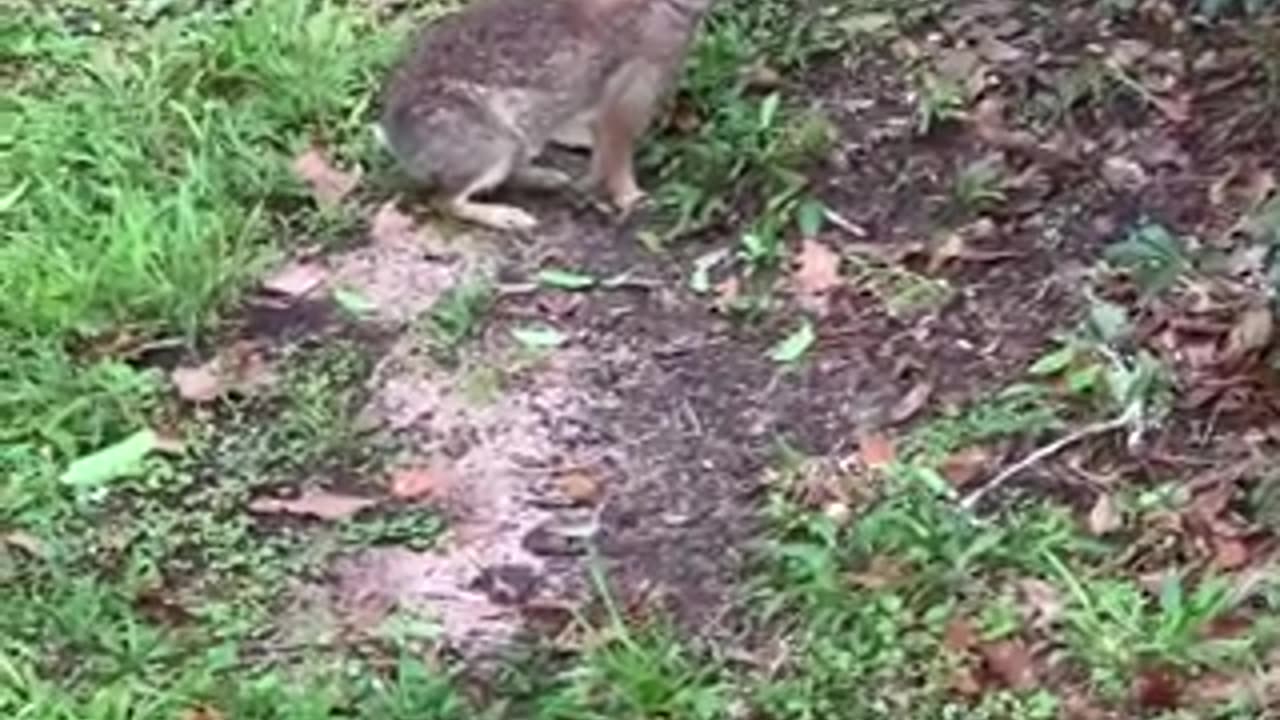 Little bunny