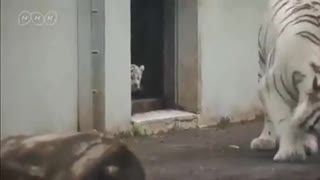 Sneaky Tiger