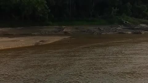 30.10.2024 A Black-necked Stork