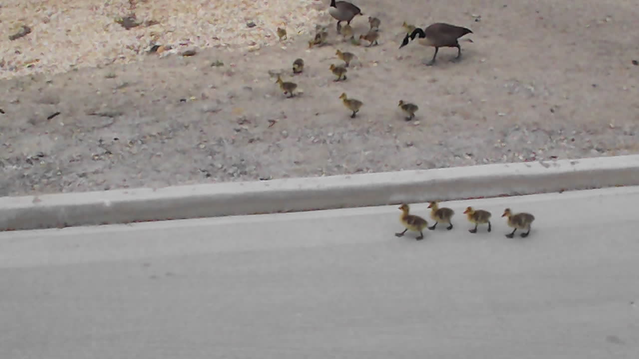 Incredibly large family of Geese enjoy a stroll