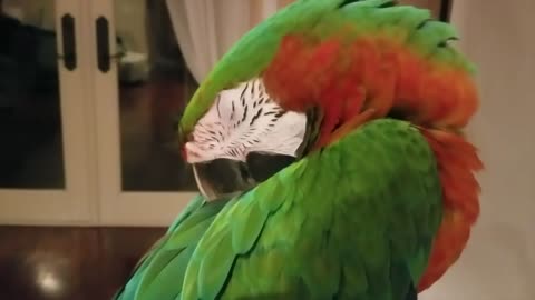 Ever wondered how does a parrot sleep??