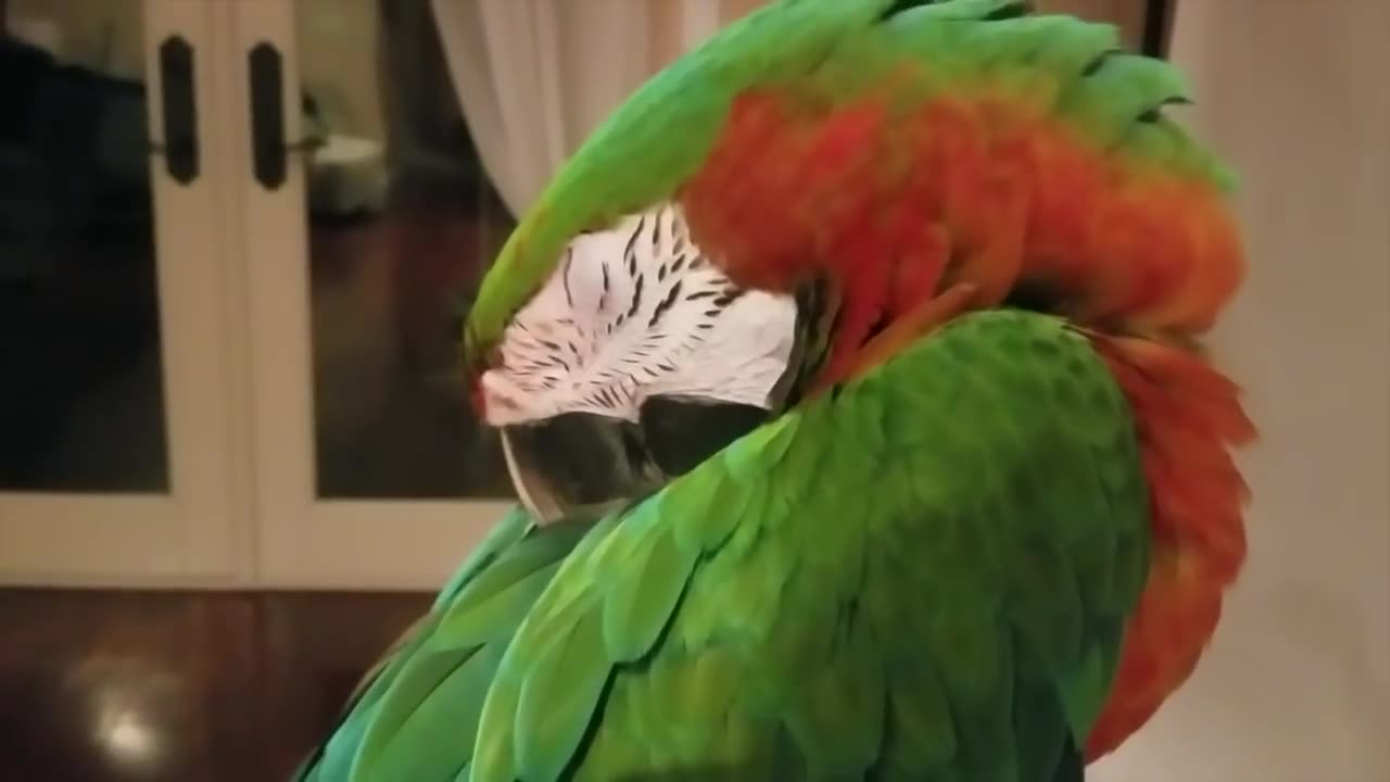 Ever wondered how does a parrot sleep??