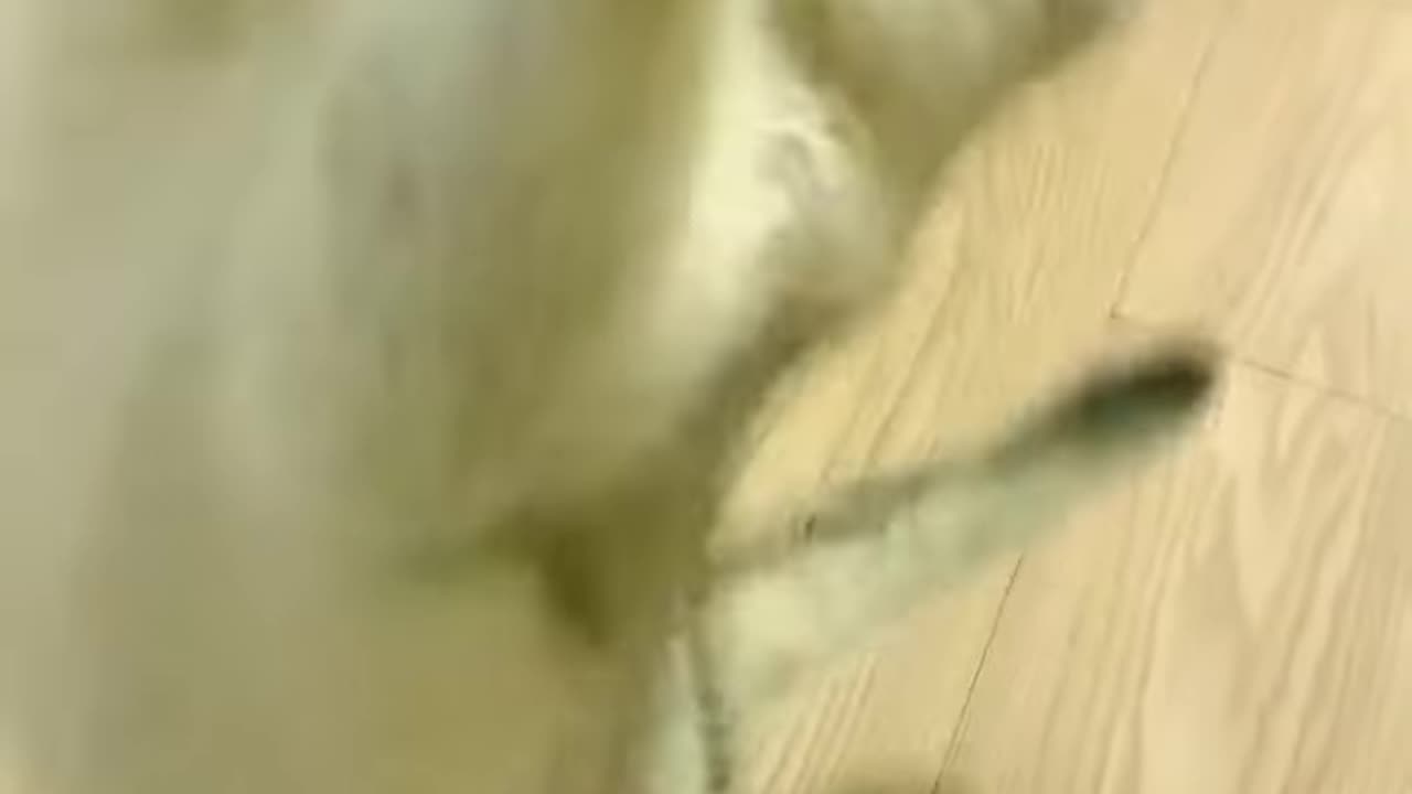 Cat video loveing your mom