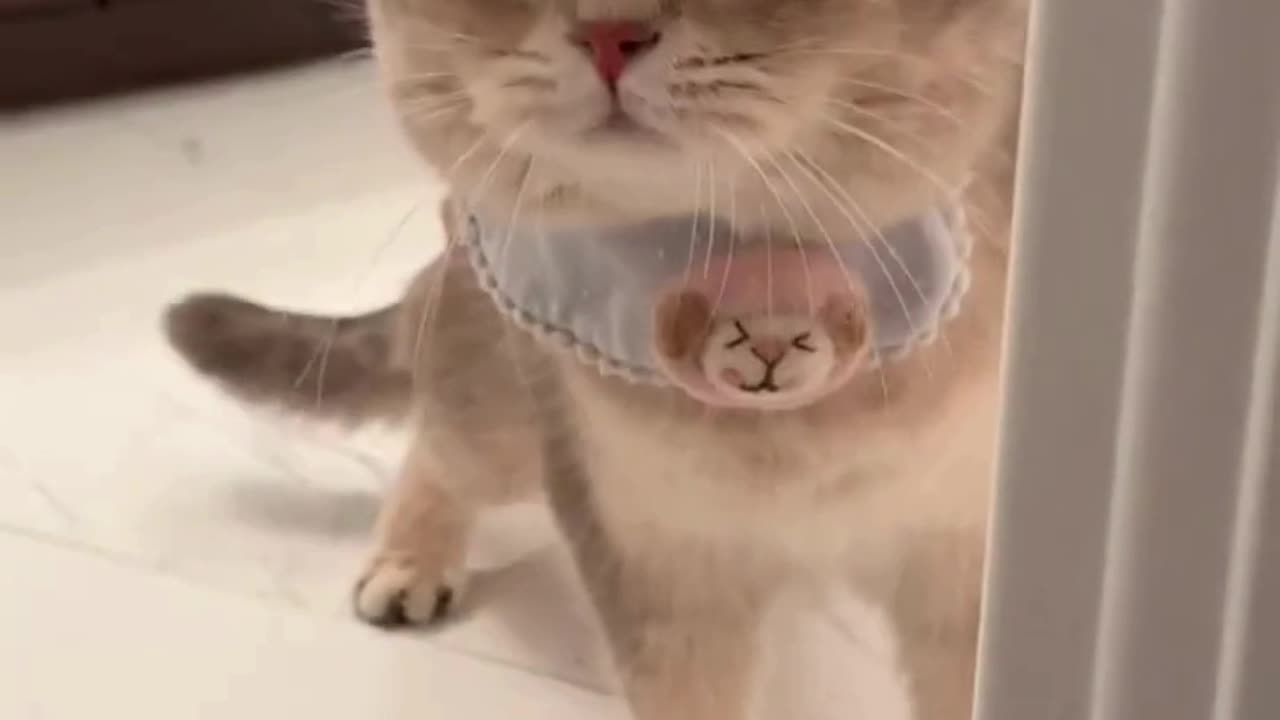 Cute Cats & Funny Cats 😍😍😅😅 #cats #reels #shorts #viral #pets #cat #mmvcats