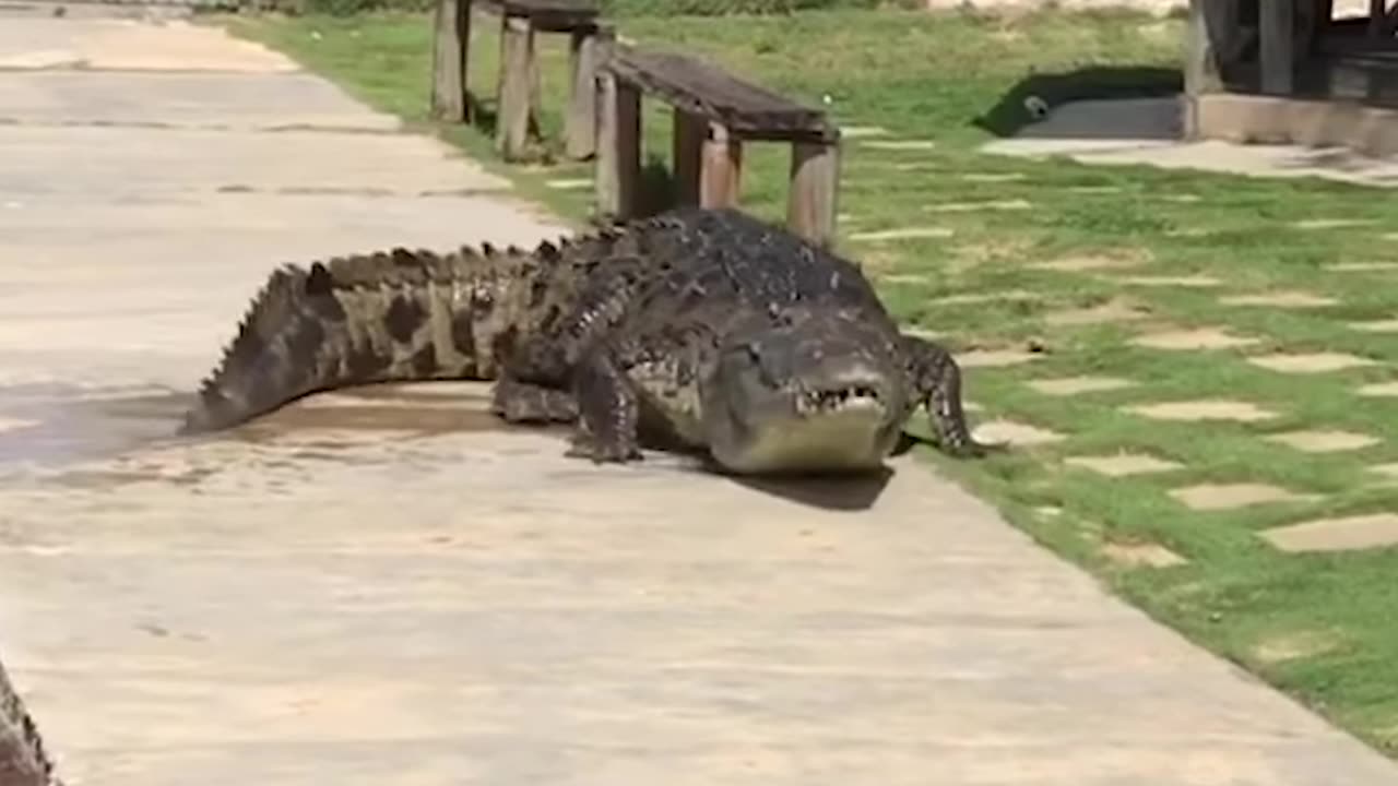 Big Crocodile Climbs up to Sun Bathe