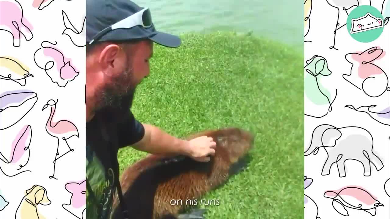 Guy Became Friends With Capybara. She Then Introduced Him to the Whole Family