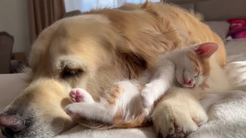 Tiny Kitten Uses a Golden Retriever as a Pillow to Sleep on