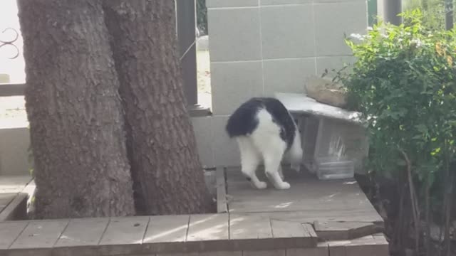 Japanese Bobtail turns to eat