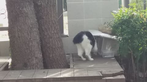 Japanese Bobtail turns to eat