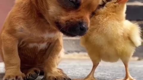 Funny animal video |funny video| try not to laugh