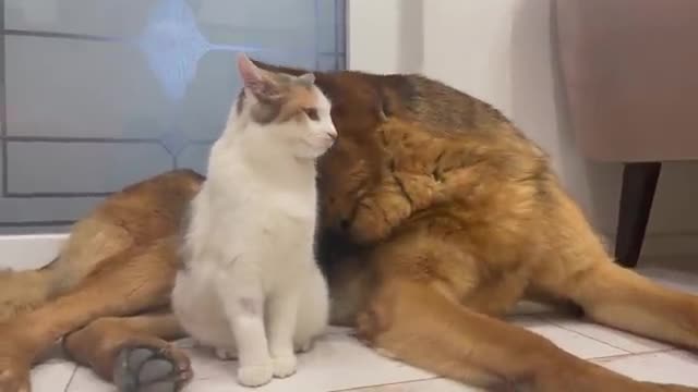 German Shepherd Attacked by Cute Cat