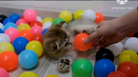 Cat funny video