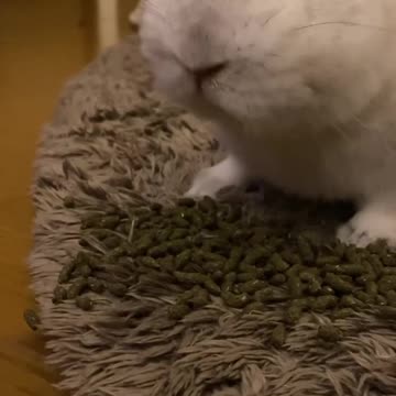 Bunny enjoys roughing it more 😂😂😂